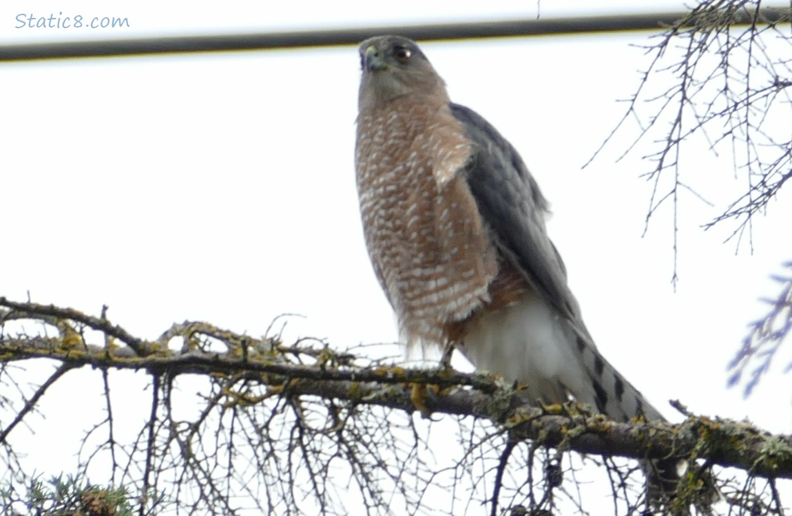 Cooper Hawk standing on a branch