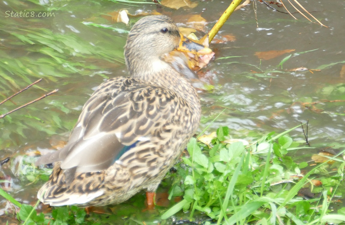 Female Mallard duck standing near the water