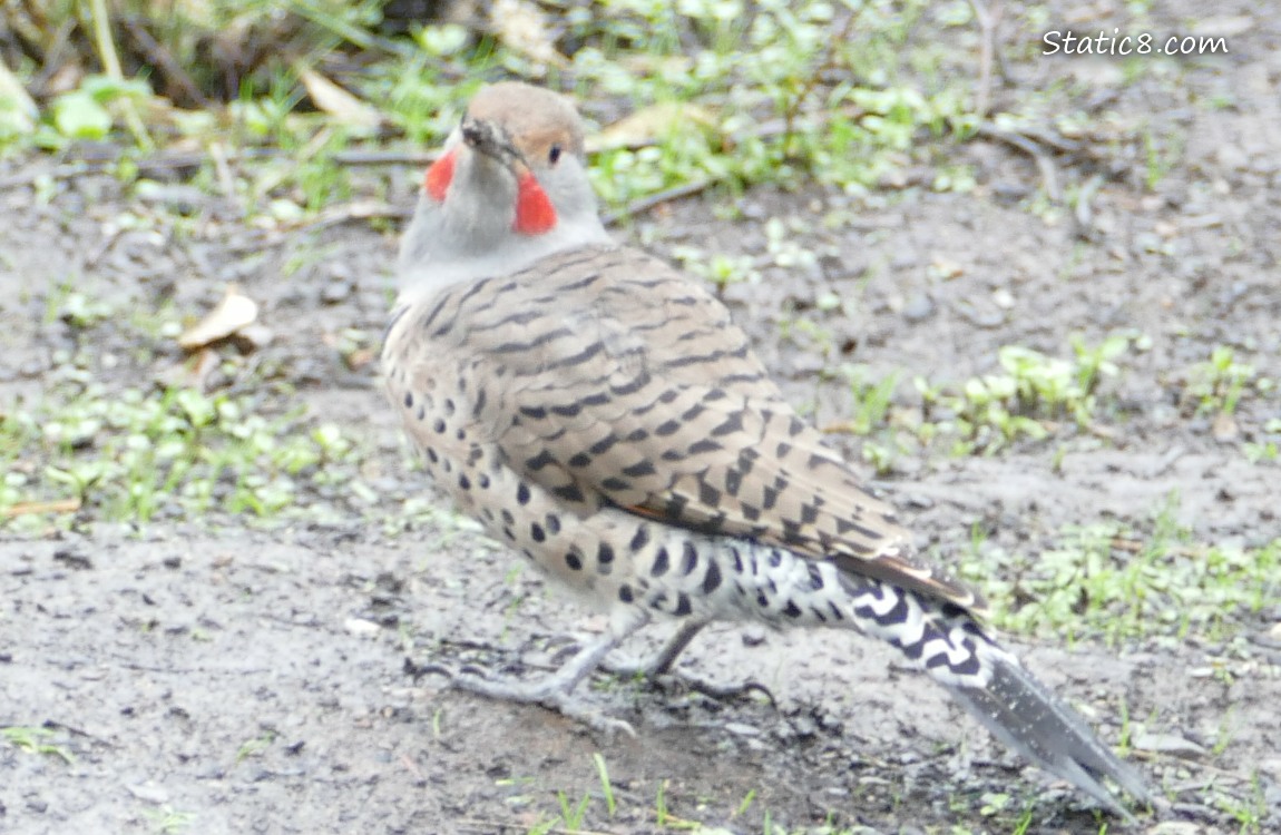 Northern Flicker standing on the muddy ground