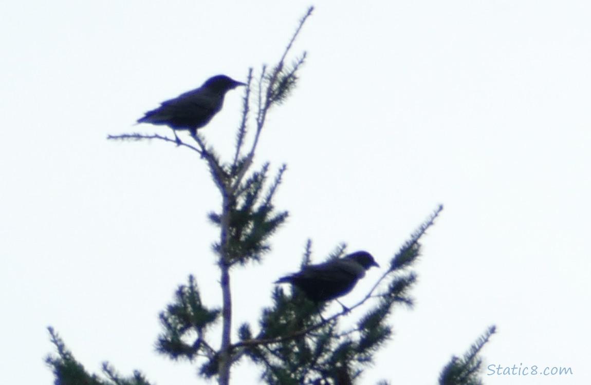 Two Crows standing on twigs at the top of the tree