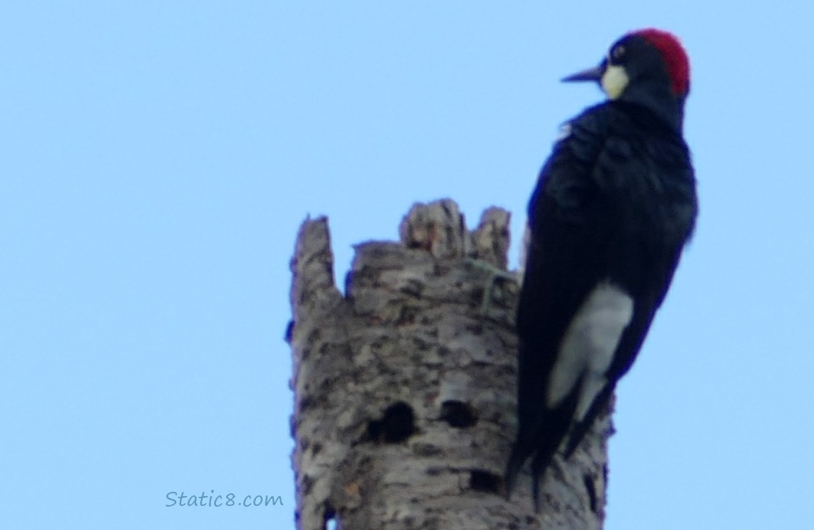 Acorn Woodpecker at the top of a broken snag