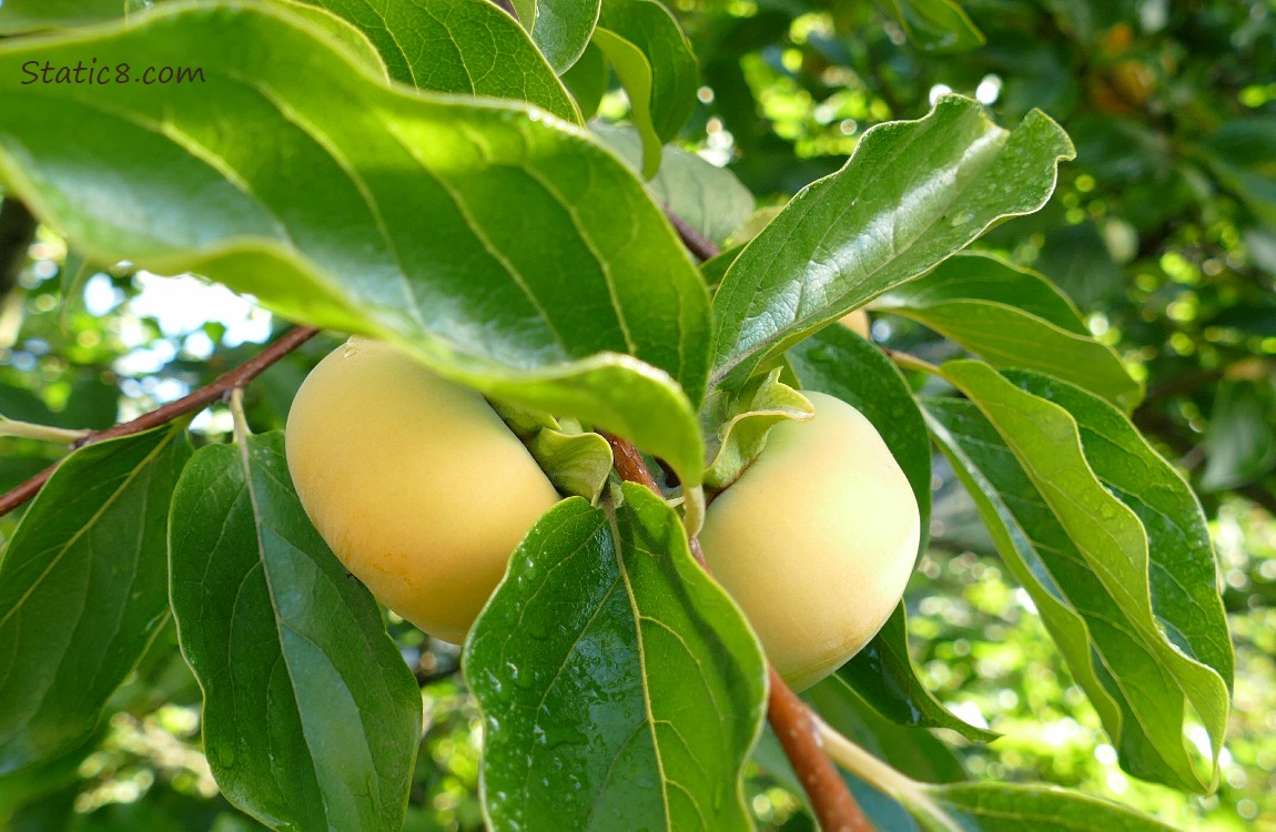 Persimmons ripening on the tree