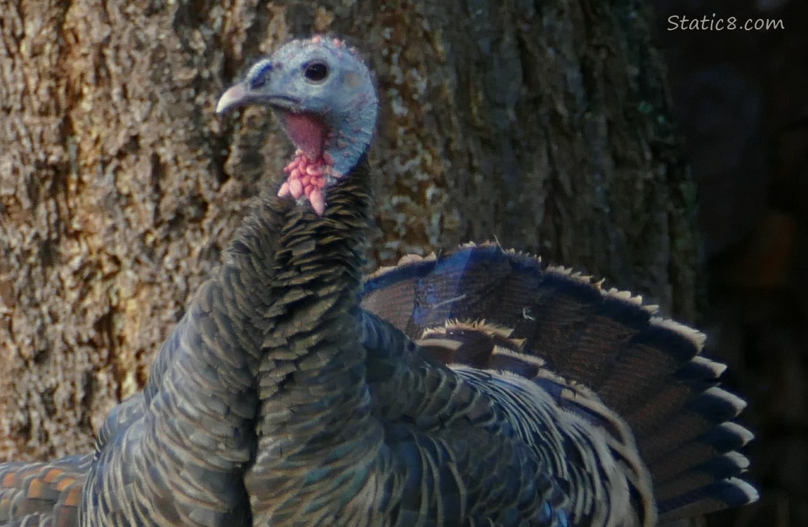 Close up of a turkey