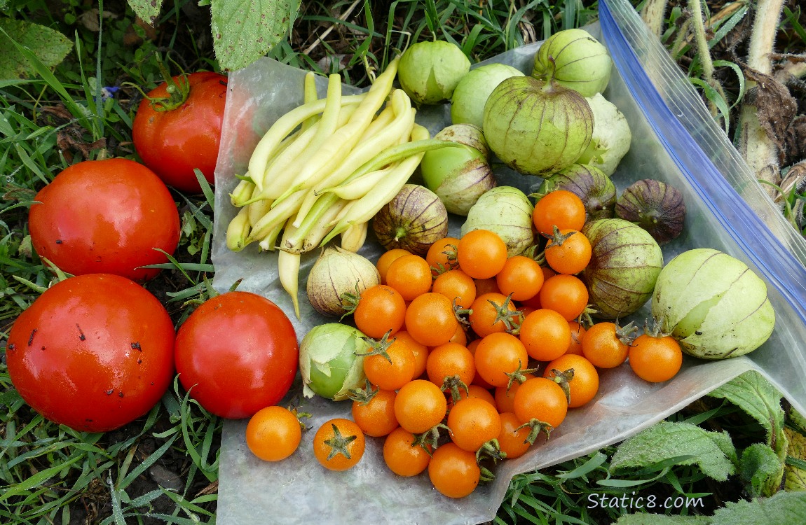 Harvest