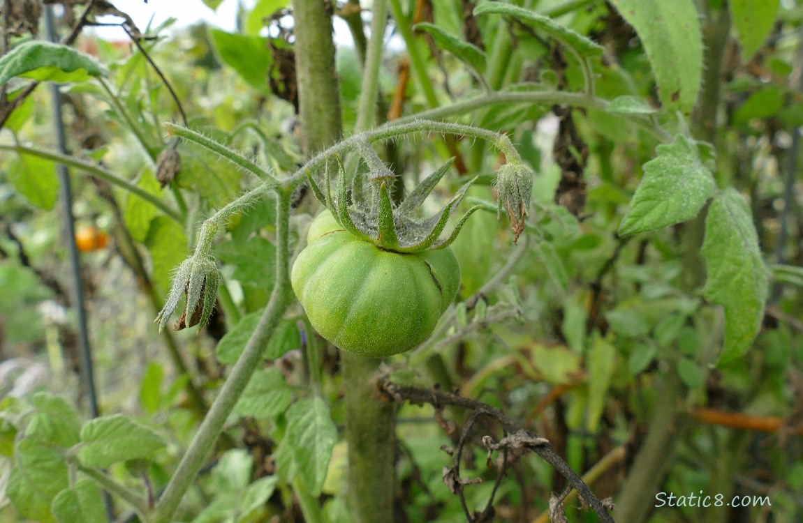 Small, green tomato growing on the vine