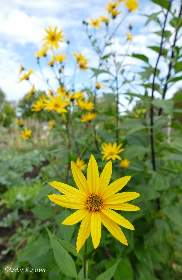 Sun Choke blooms