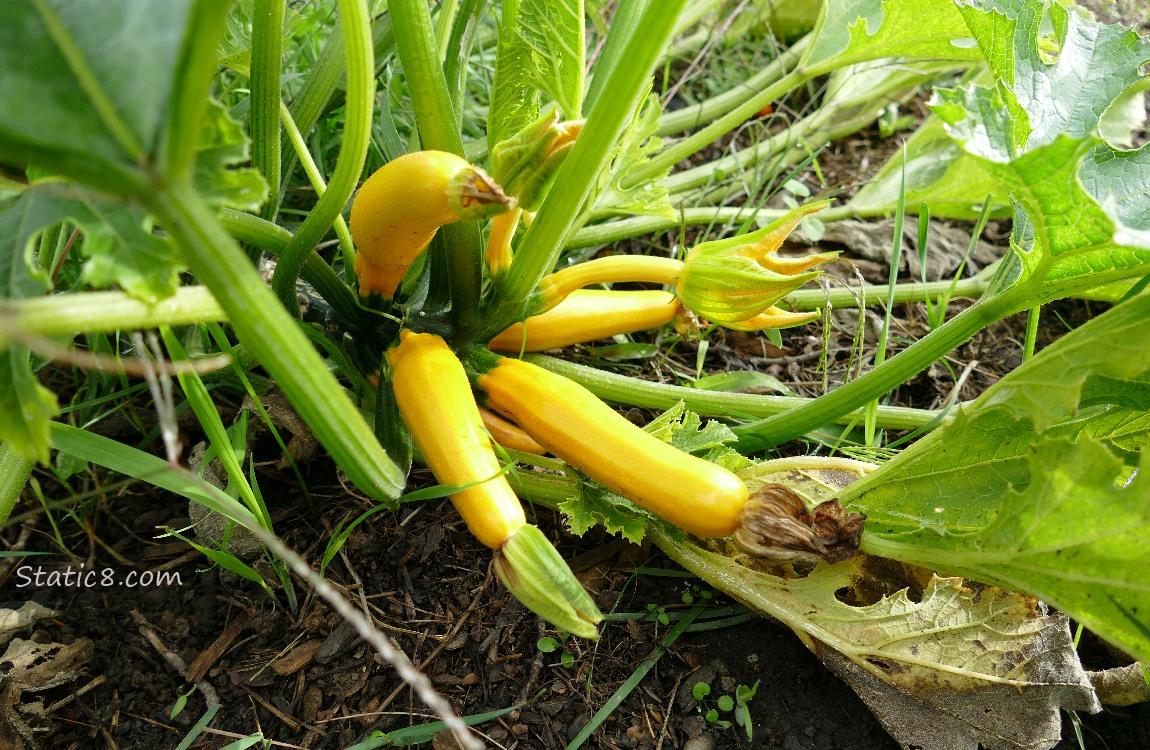 Several small zucchinis growing on the plant