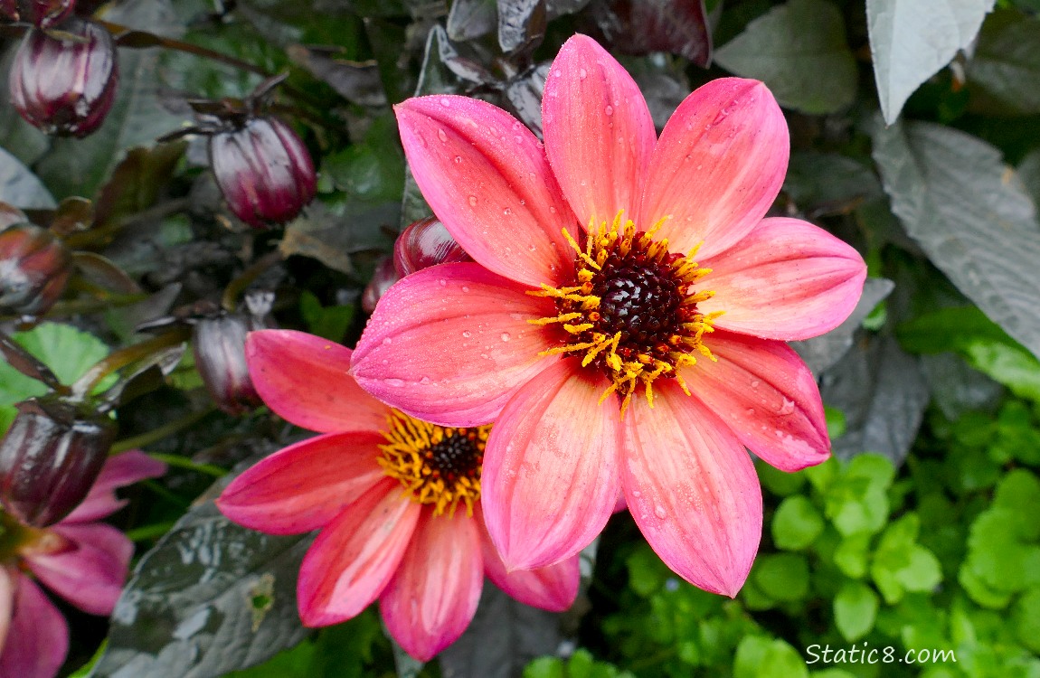 Dark Leaf Dahlia blooms