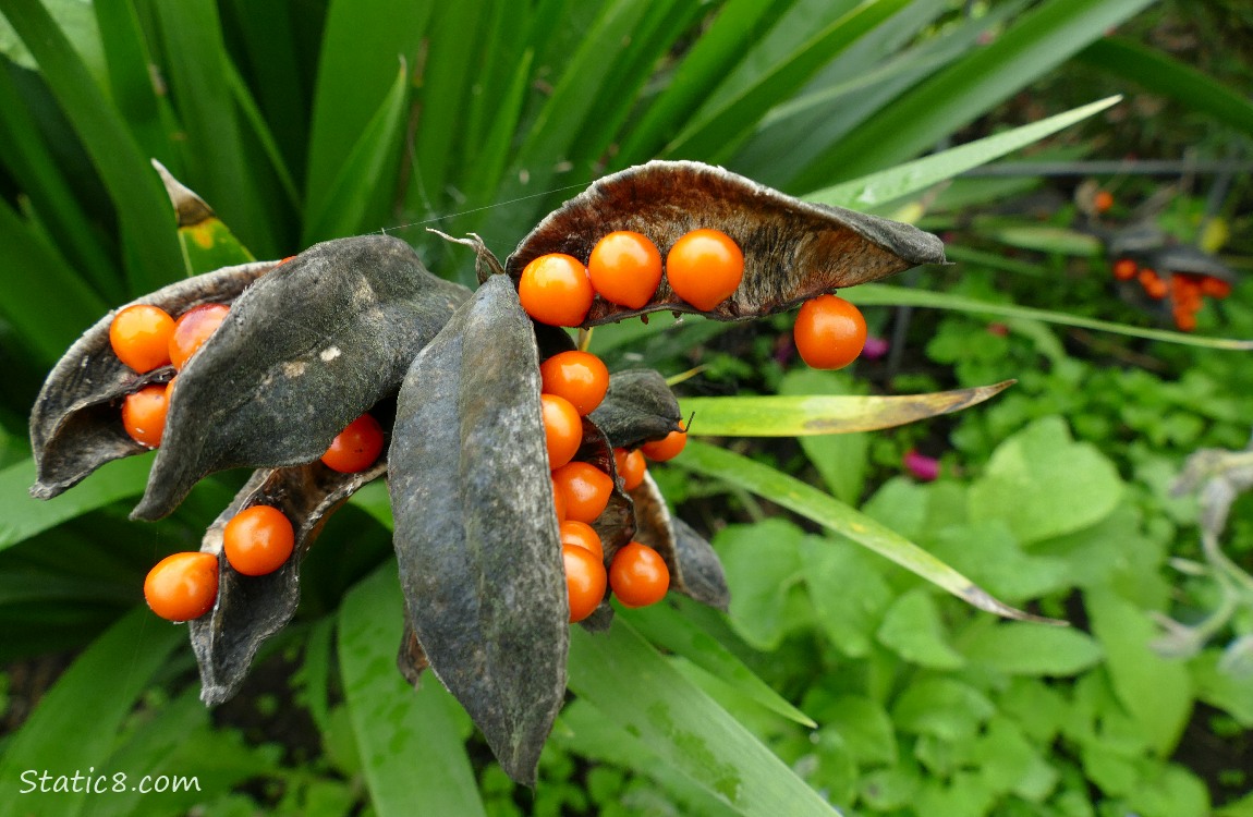 Red seeds coming out of black pods