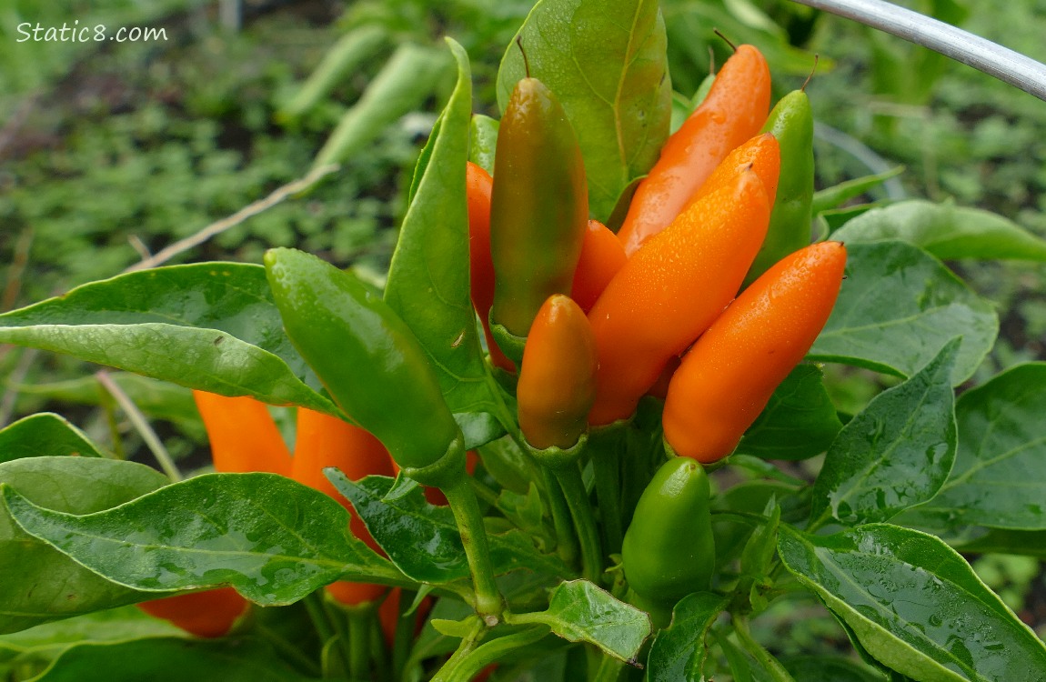 Red and green Peppers growing on the plant