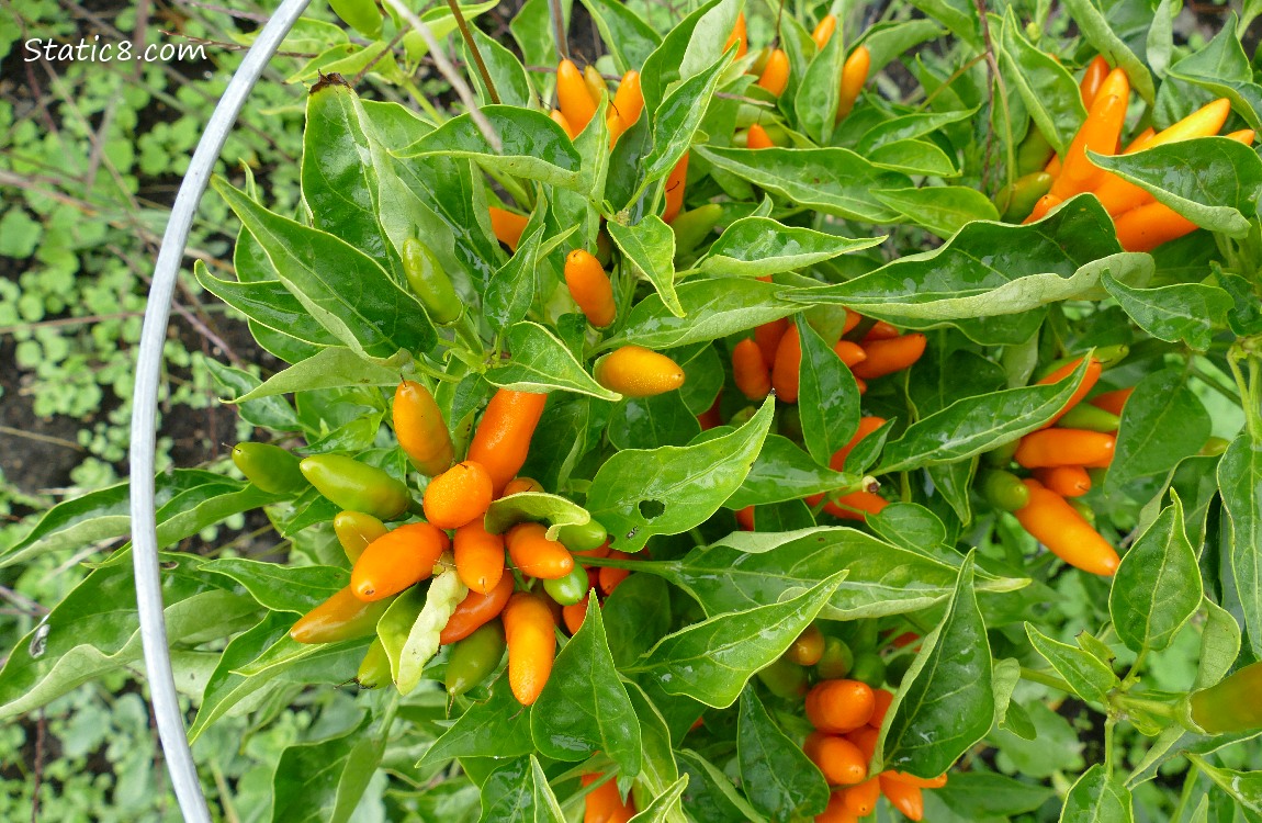 Red and green Peppers growing on the plant