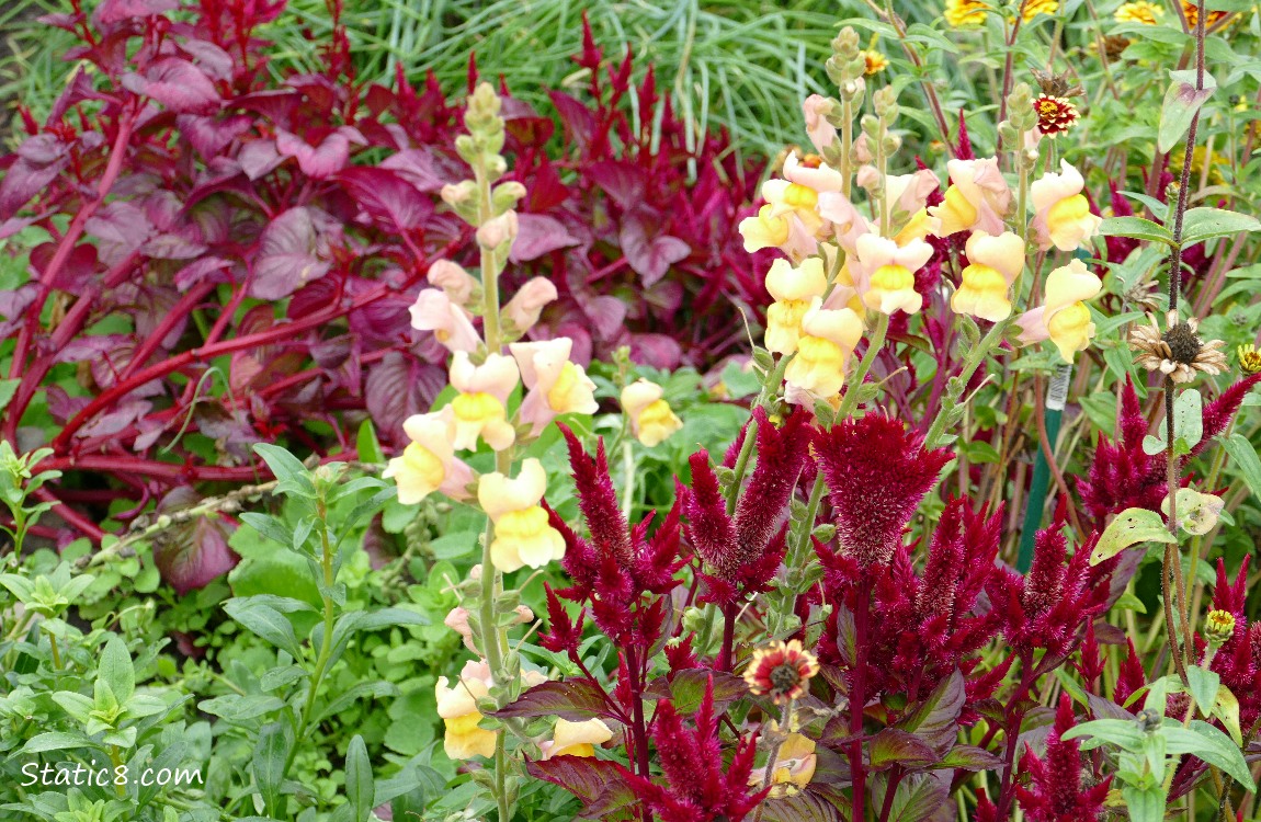 Snap Dragons, Cocks Comb and Red Amaranth