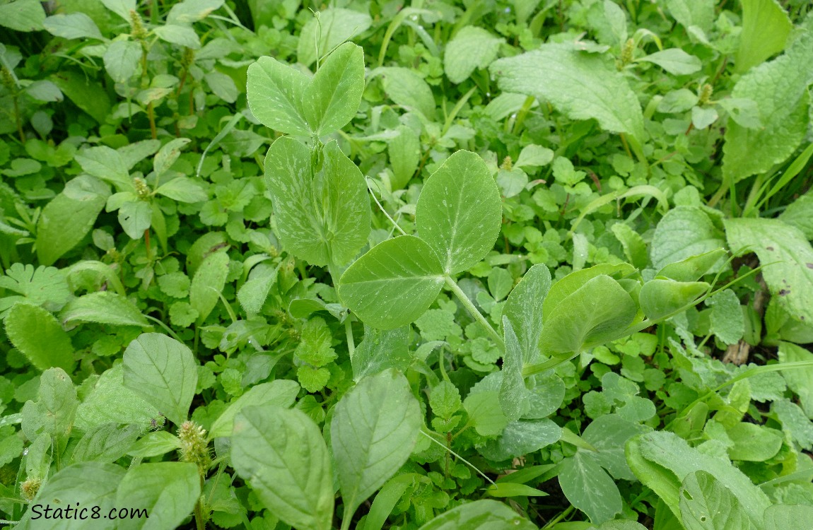 Lots of green plants