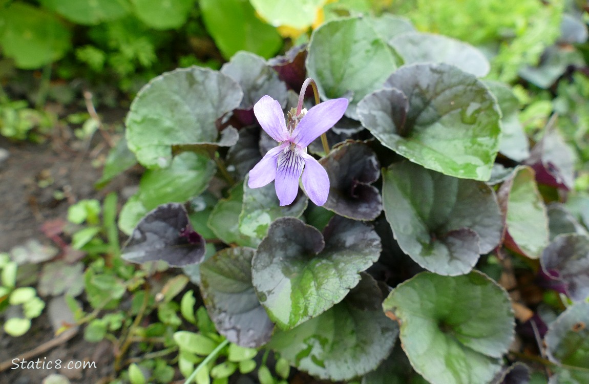 A single Violet bloom on a small plant