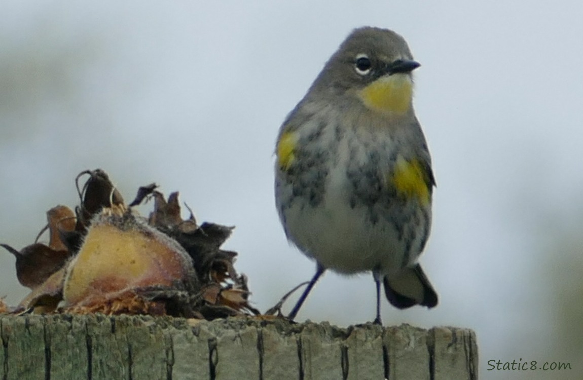 Bird standing on a wood post