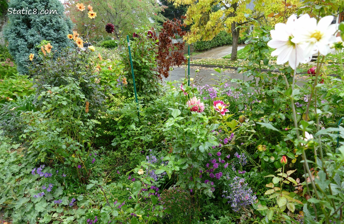 Plants and flowers