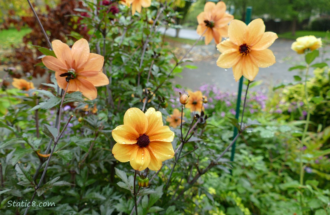 Dark Leaf Dahlias