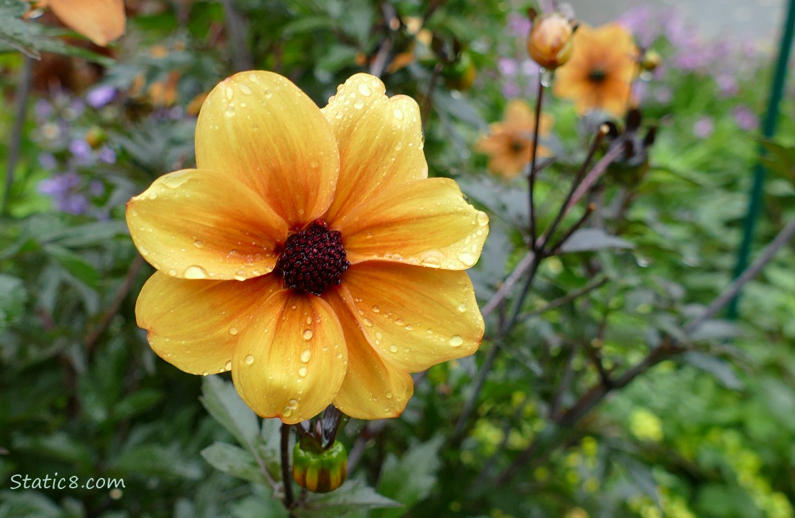 Dark Leaf Dahlias