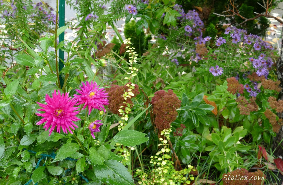 Plants and flowers