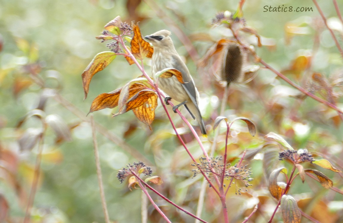 Juvenile Cedar Waxwing standing on a twig surrouded by dogwood leaves and berries