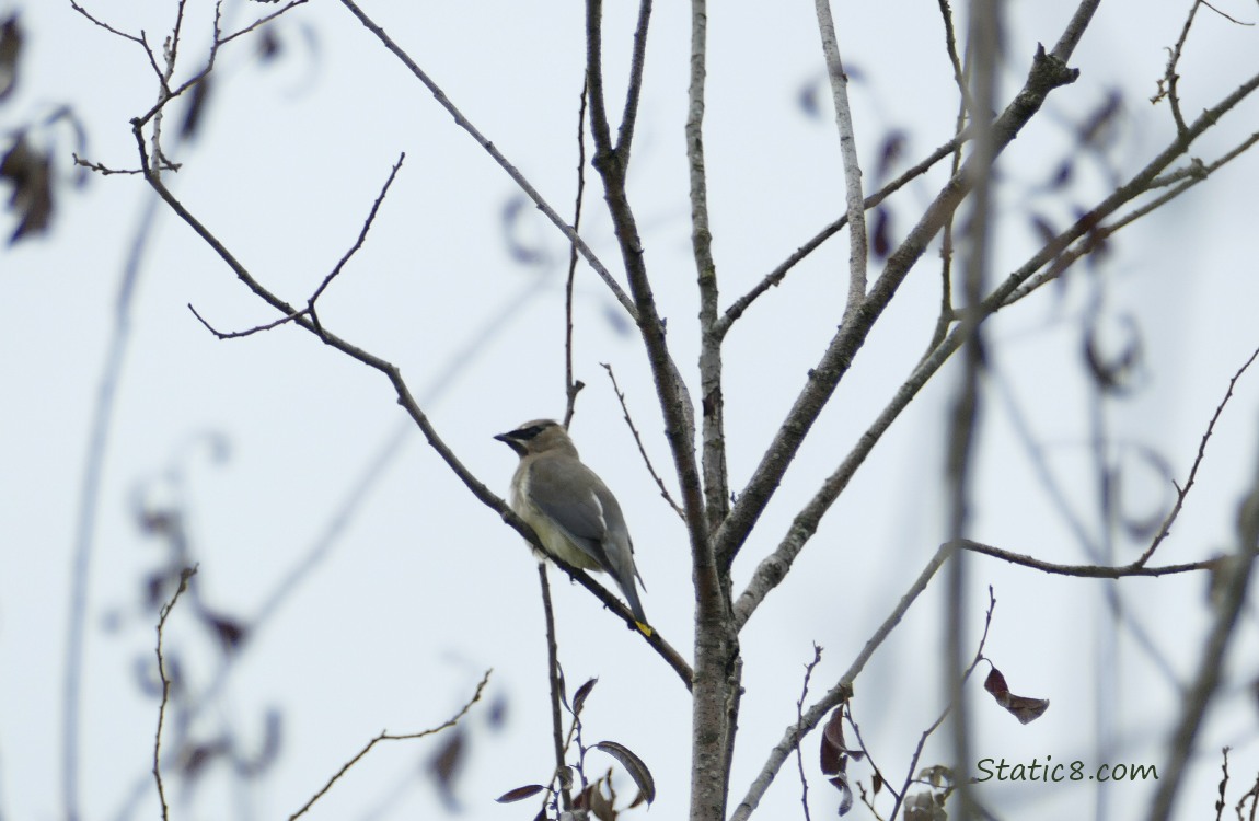 Cedar Waxwing standing on a twig, and surrounded by silhouettes of twigs and dried leaves