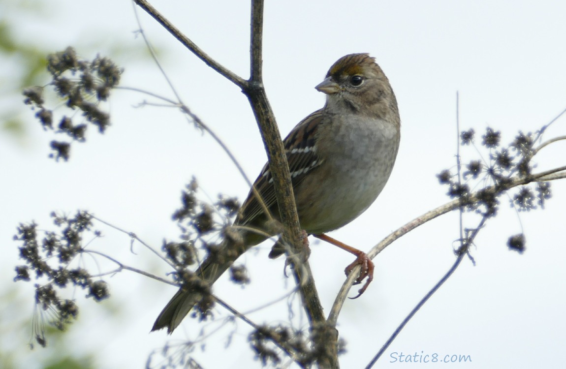 Golden Crown Sparrow standing in a dead Cow Parsnip plant