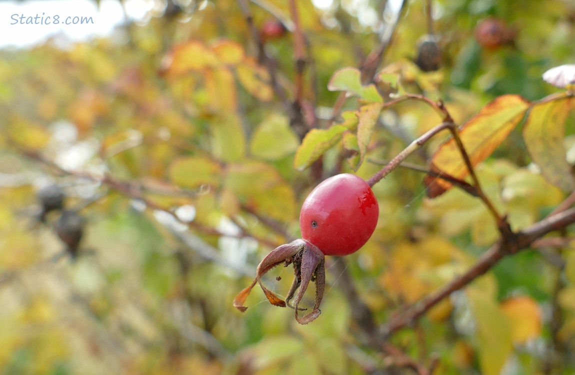 Rose hip