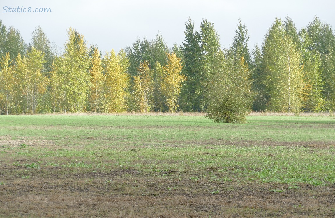 grassy area and then trees