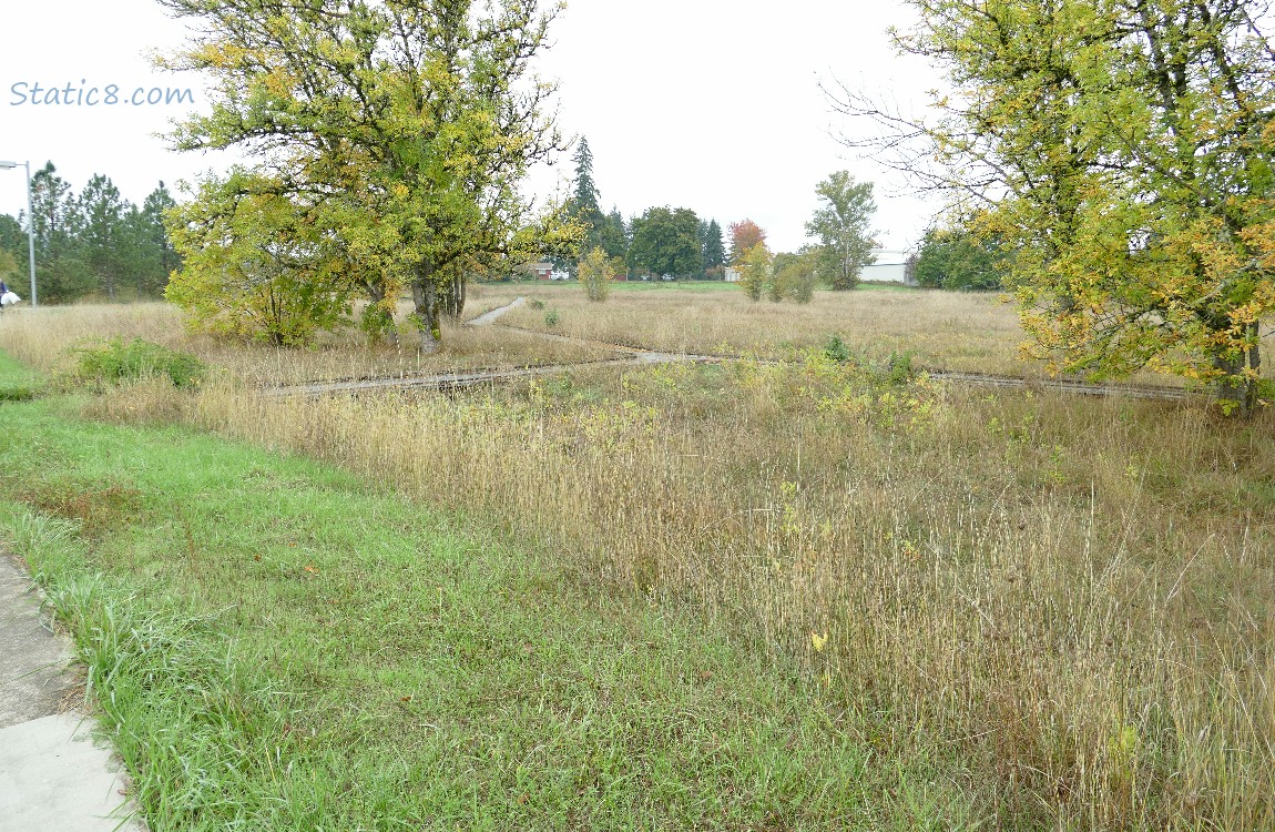 path thru grasslands with a couple trees