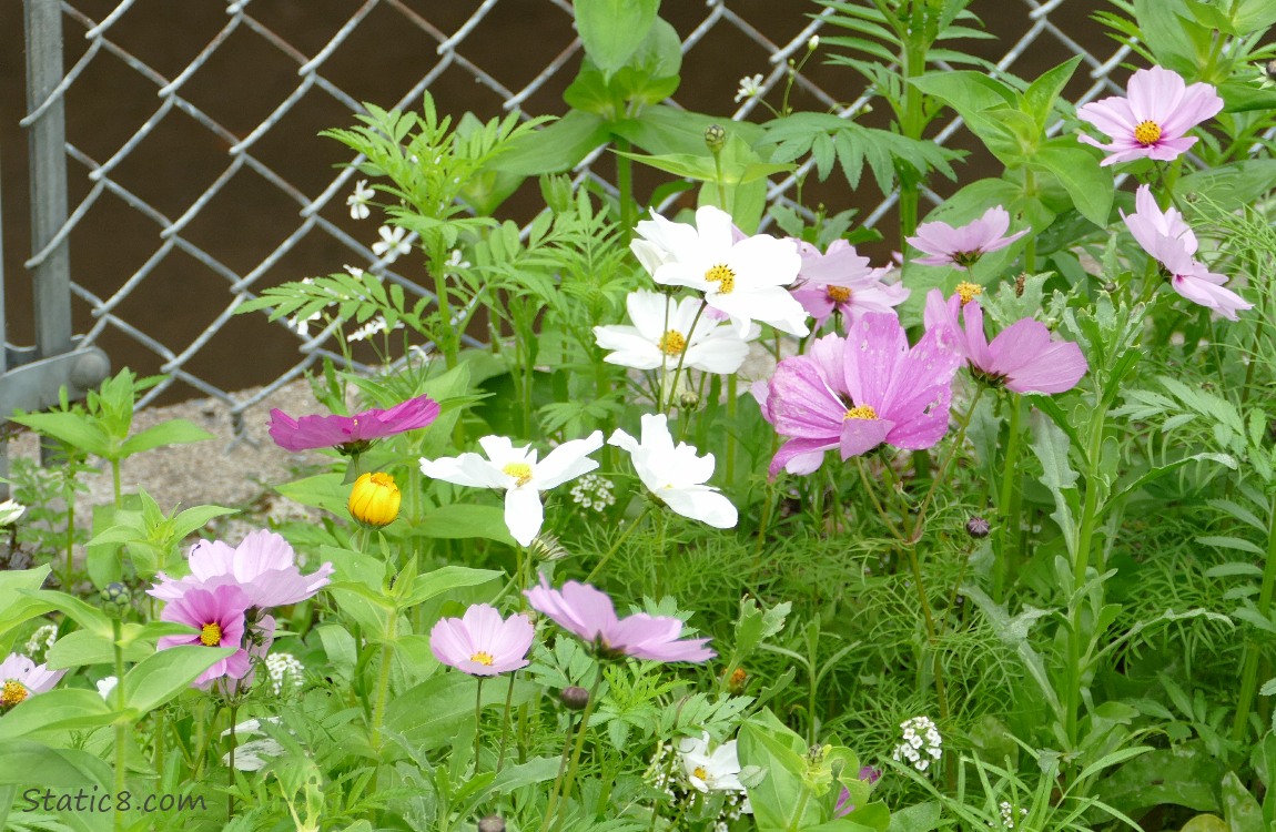 Cosmos blooms in front of a chain link fence