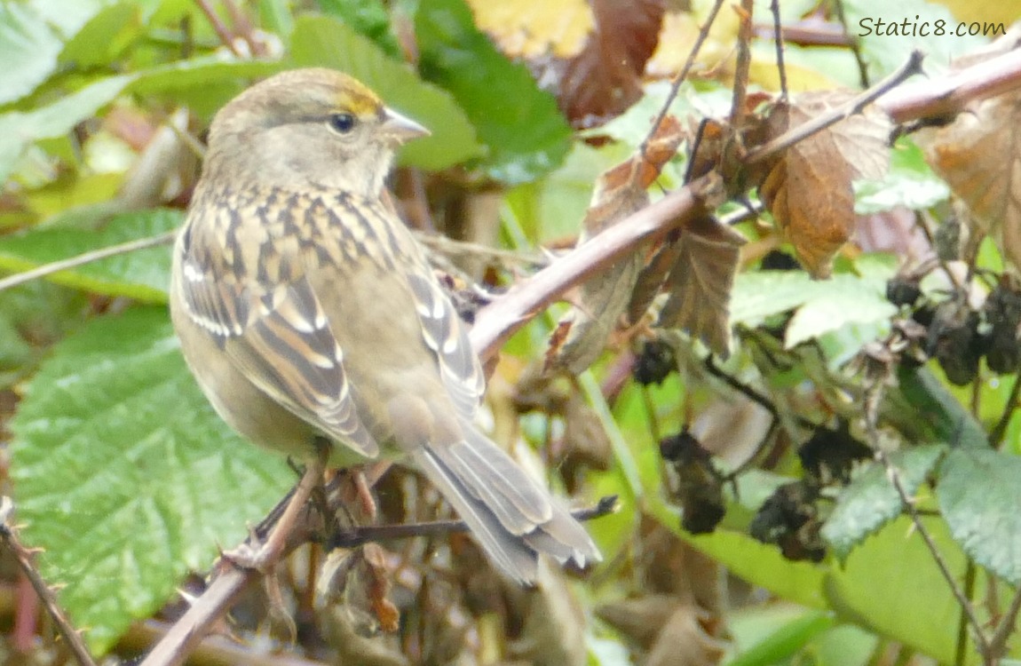 Golden Crown Sparrow standing on a thorny stick