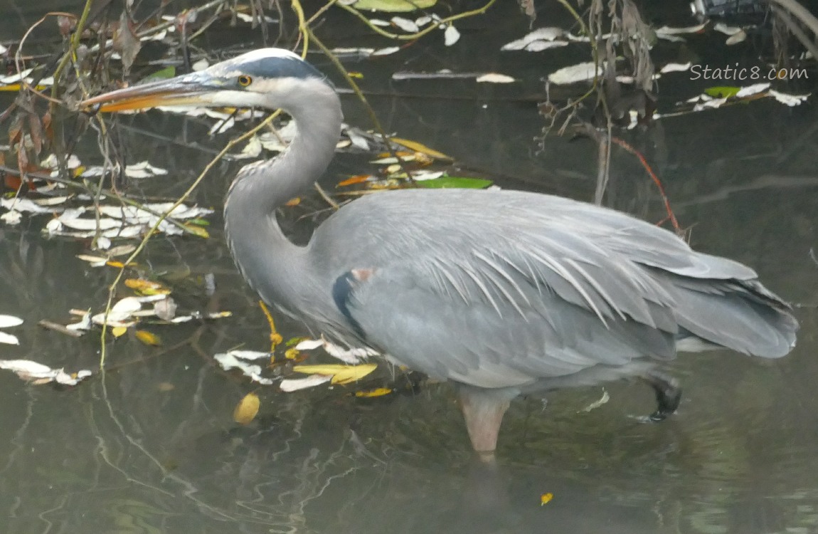 Great Blue Heron walks in the water