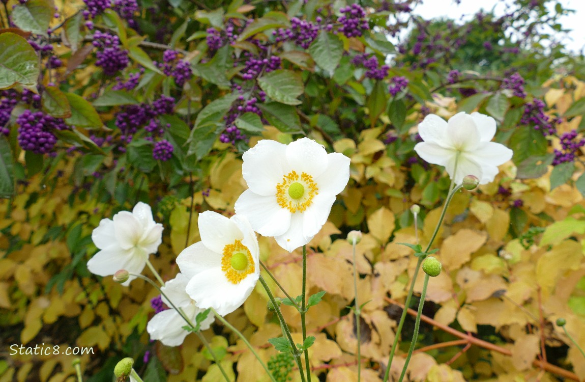 Japanese Anemone with Beauty Berries in the background