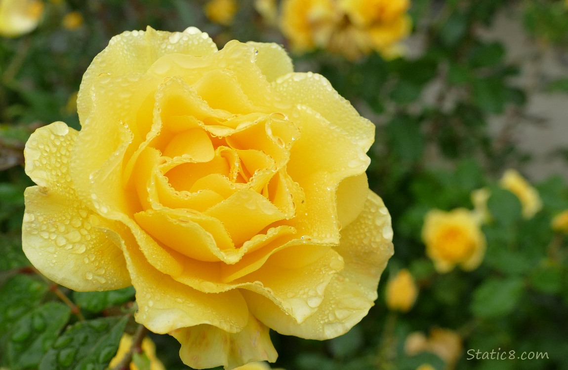 Yellow rose