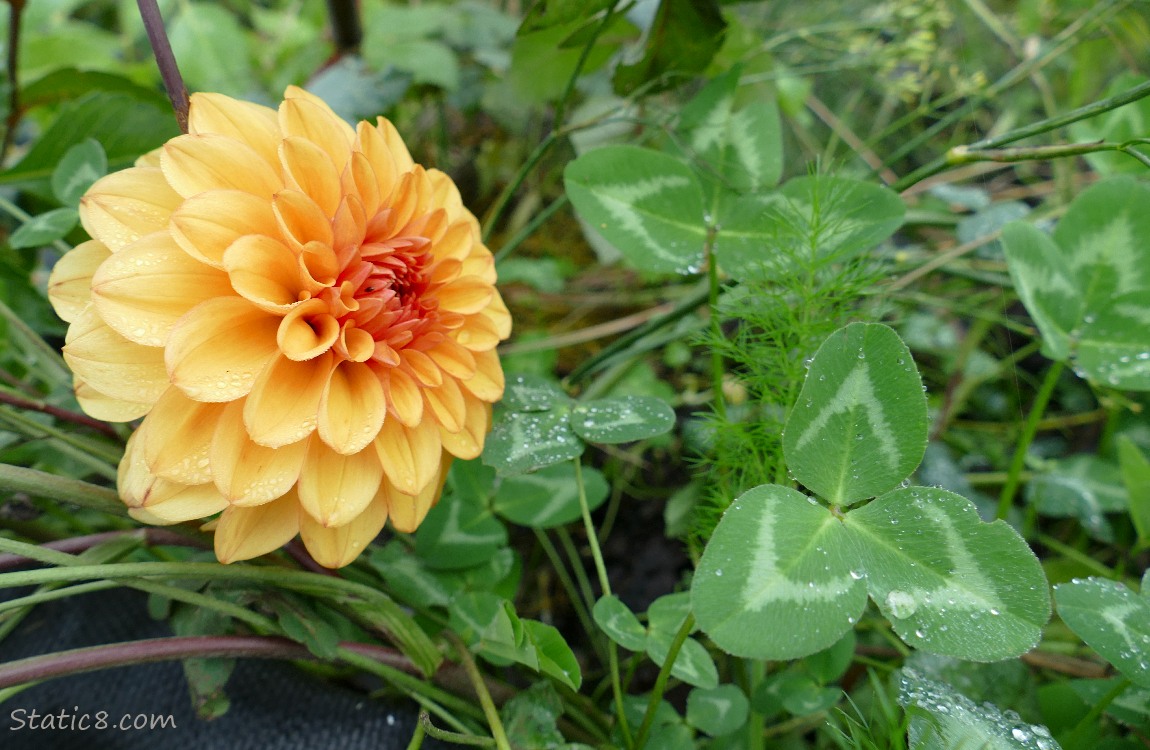 Orange Dahlia bloom and some clover