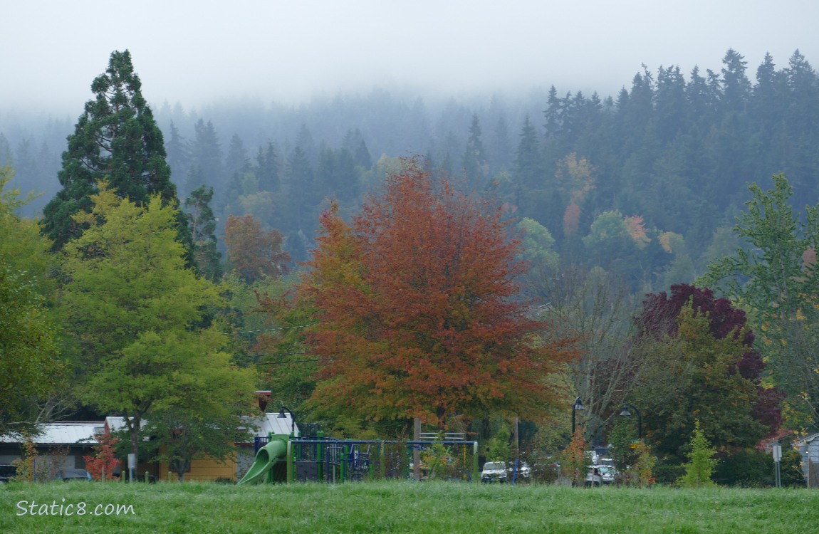 Trees with autumn colours and foggy hill in the distance