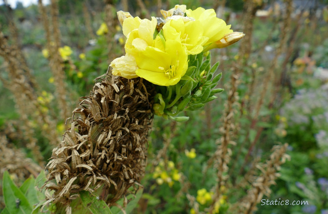 Yellow blooms