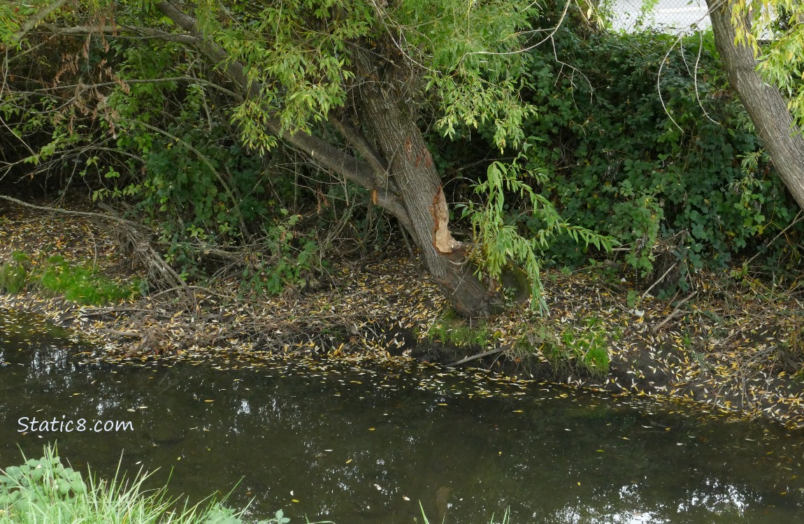 Beaver munched tree on the other side of the creek