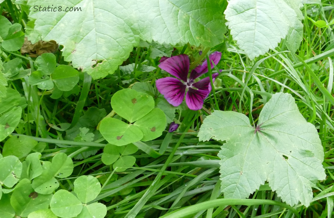 Purple Geranium bloom under leaves in the grass and clover