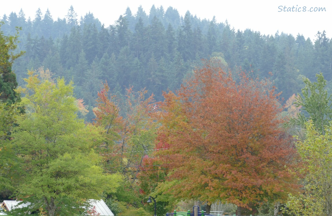 Autumn colours of trees on the hill