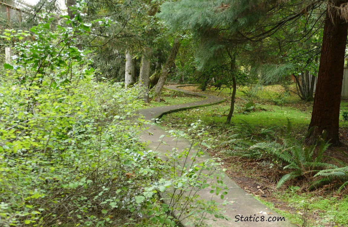 hiking trail winding thru trees