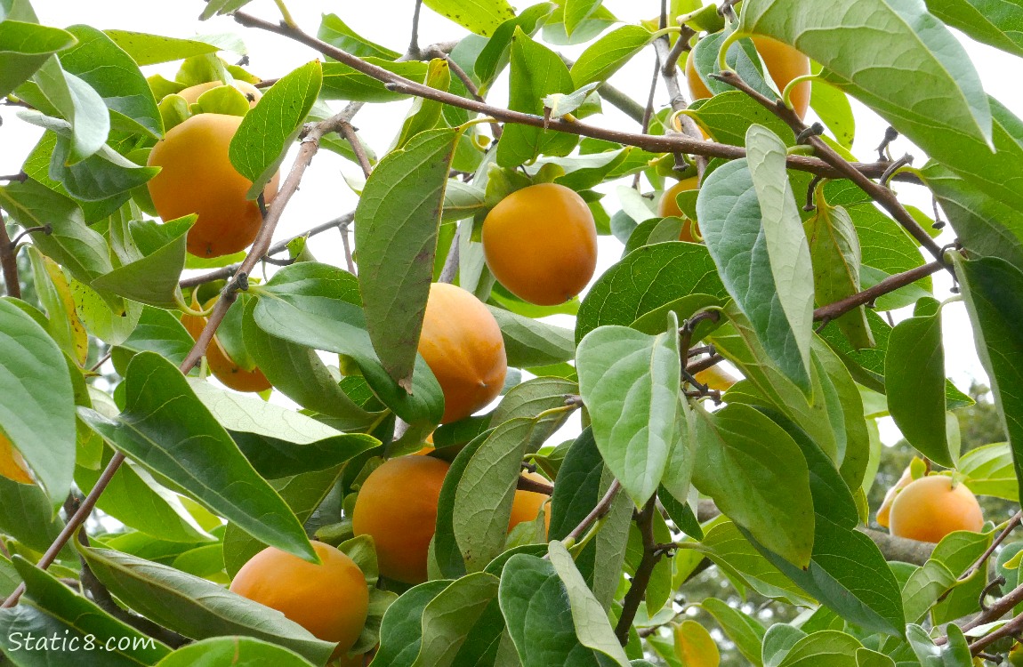 Looking up at Persimmons ripening on the tree