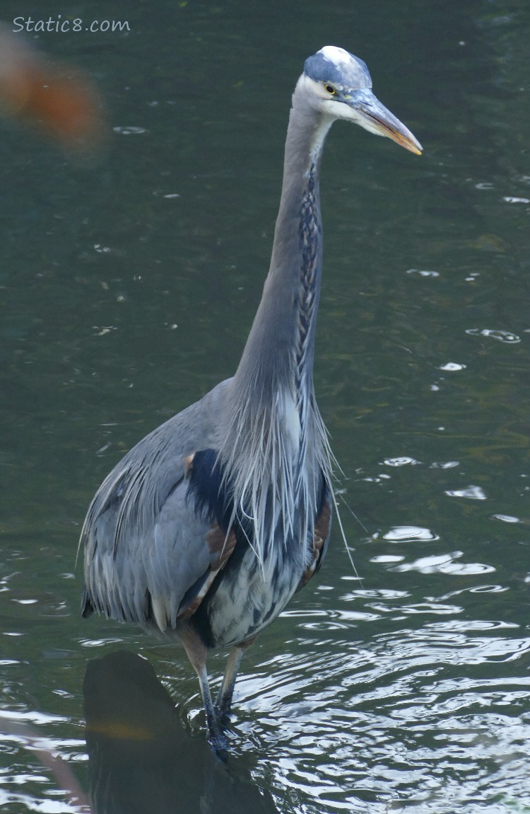 Great Blue Heron standing in water