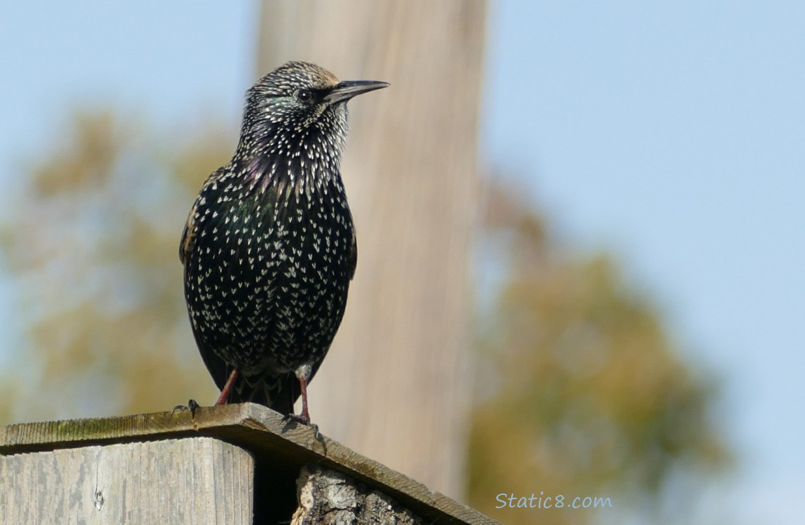 Starling standing on a wood nesting box