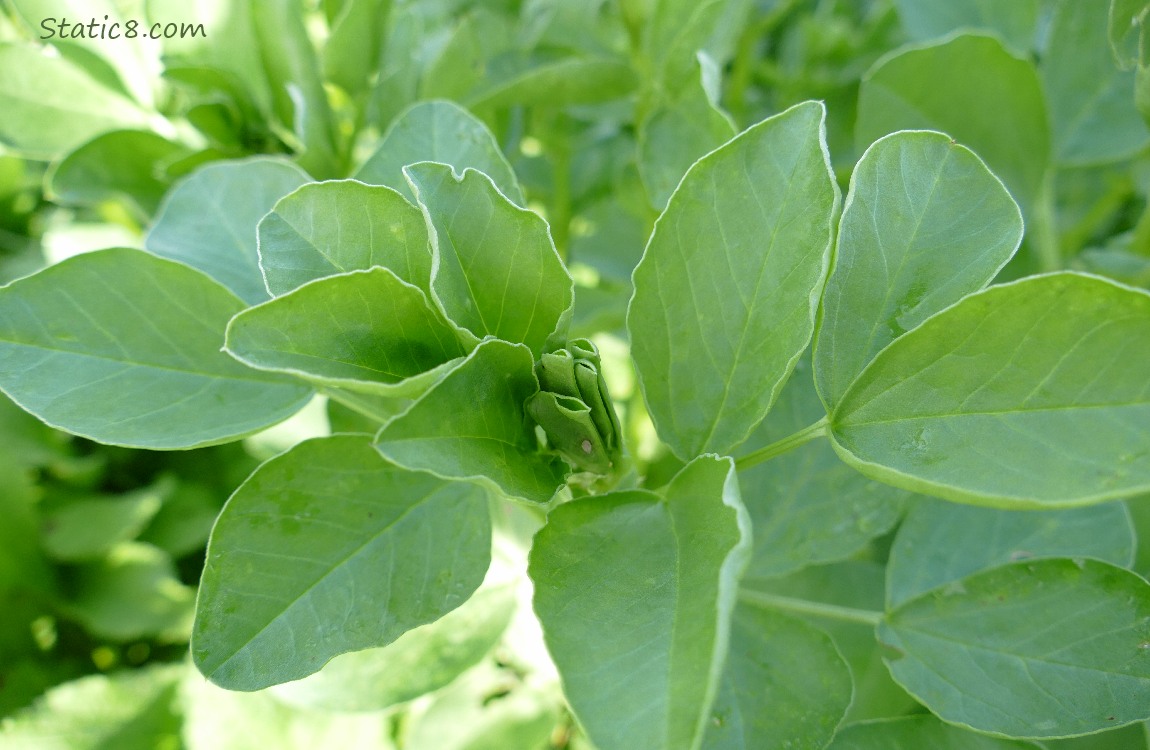 Fava