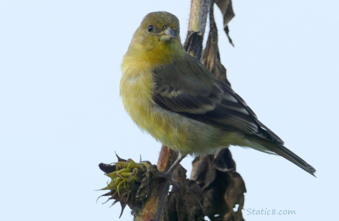 Lesser Goldfinch standing on a sunflower stalk