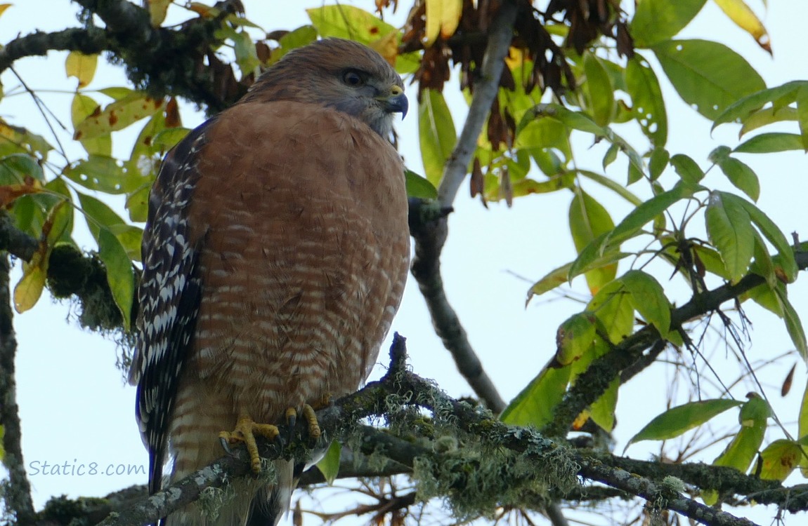 Red Shoulder Hawk standing on a stick in a tree