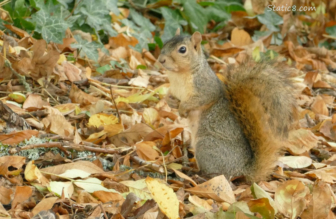 Squirrel standing on the ground surrounded by fallen leaves