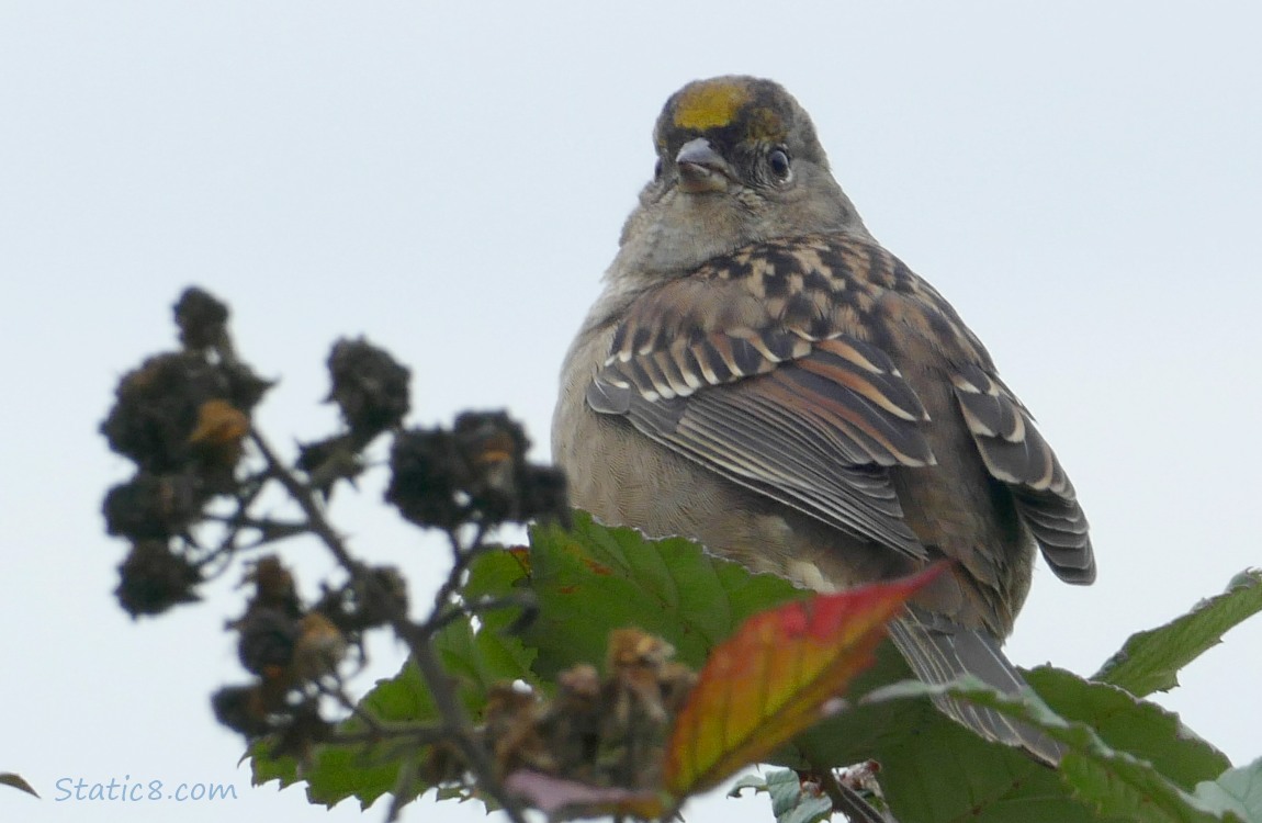 Golden Crown Sparrow standing on a blackberry vine