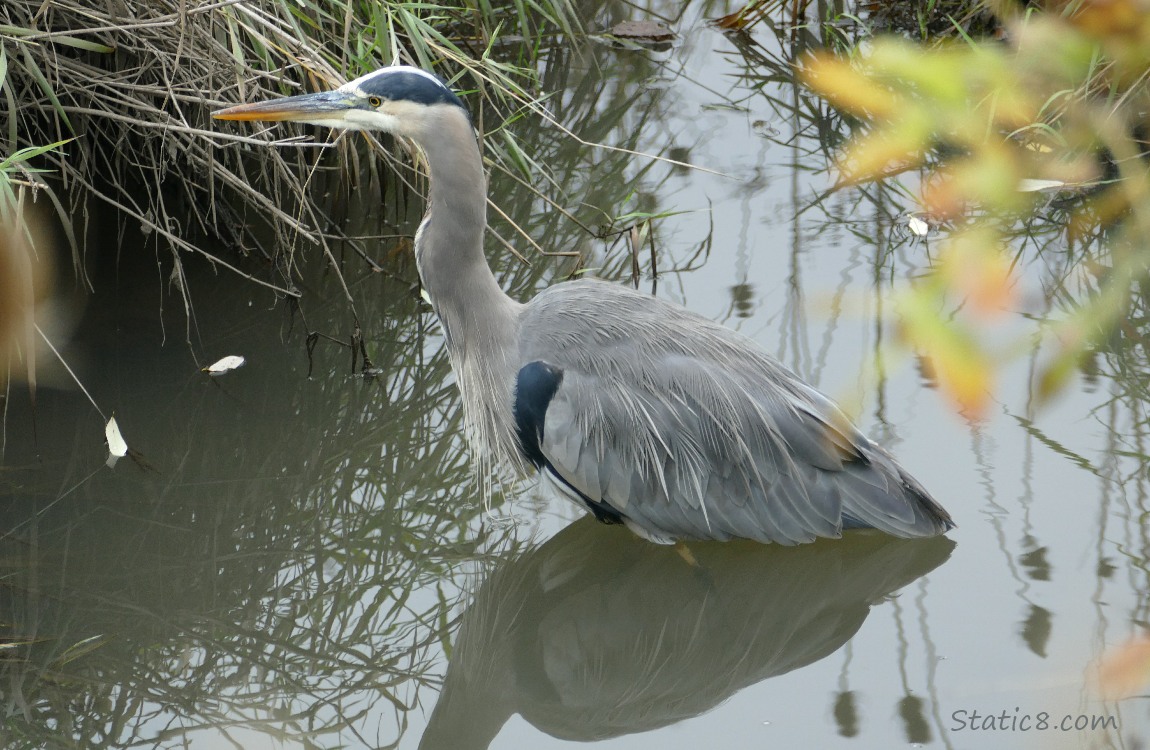 Great Blue Heron standing in water